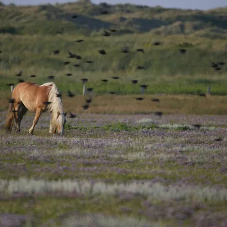 Reethuus Süd Сasa de vacaciones Juist