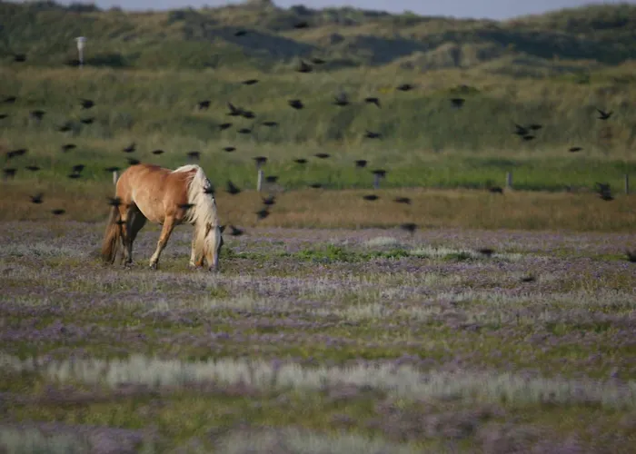 Reethuus Sued 別荘 ユイスト